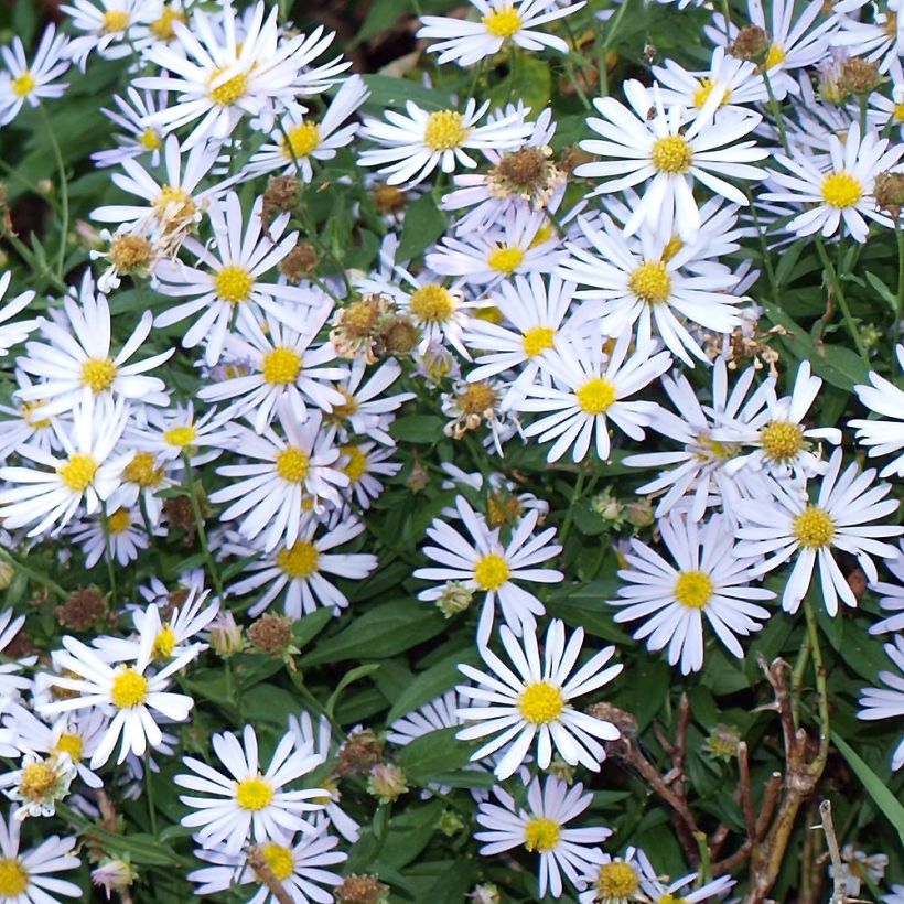 Boltonia asteroides Latisquama - Scheinaster (Foliage)