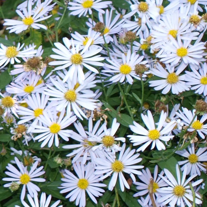 Boltonia asteroides Snowbank - Scheinaster (Flowering)
