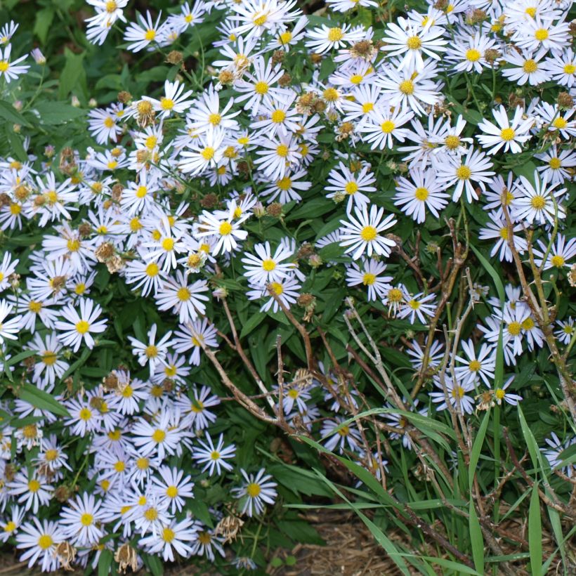 Boltonia asteroides Snowbank - Scheinaster (Plant habit)