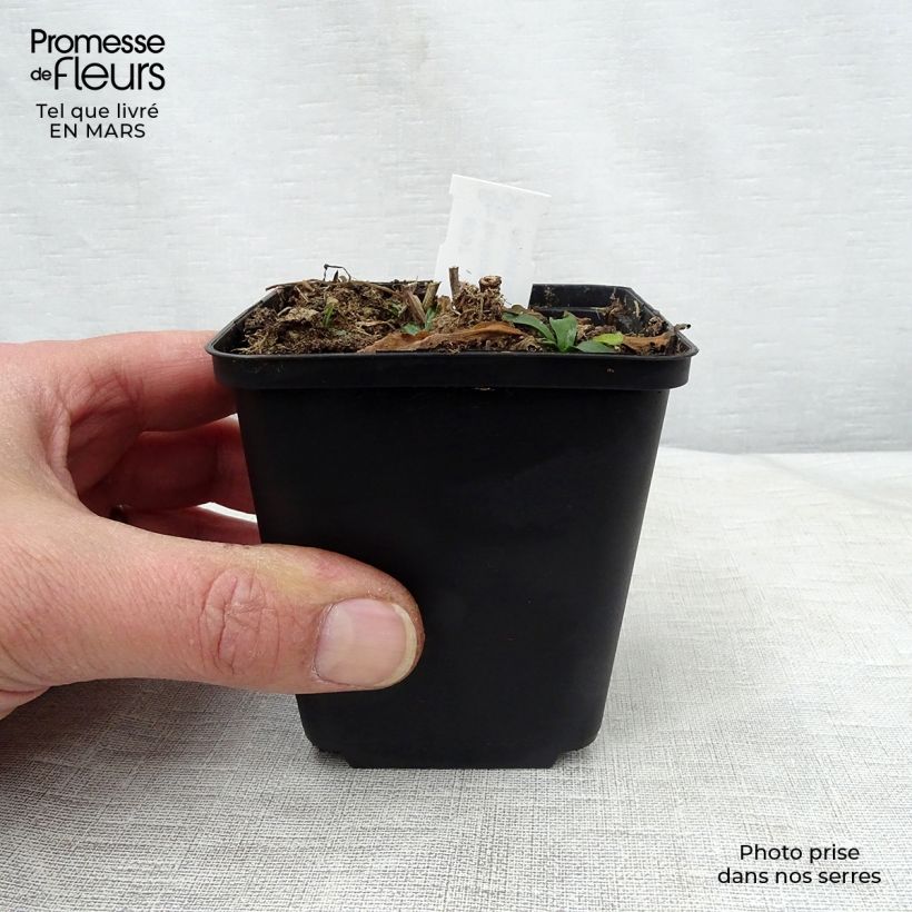 Exemplar von Boltonia asteroides Snowbank - Scheinaster Kleine Töpfe von 8/9 cm wie im Frühjahr geliefert