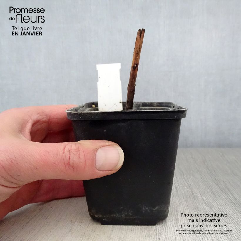 Exemplar von Boltonia asteroides Snowbank - Scheinaster Kleine Töpfe von 8/9 cm wie im Winter geliefert