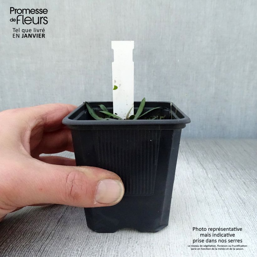 Exemplar von Boltonia asteroides Latisquama - Scheinaster Kleine Töpfe von 8/9 cm wie im Winter geliefert