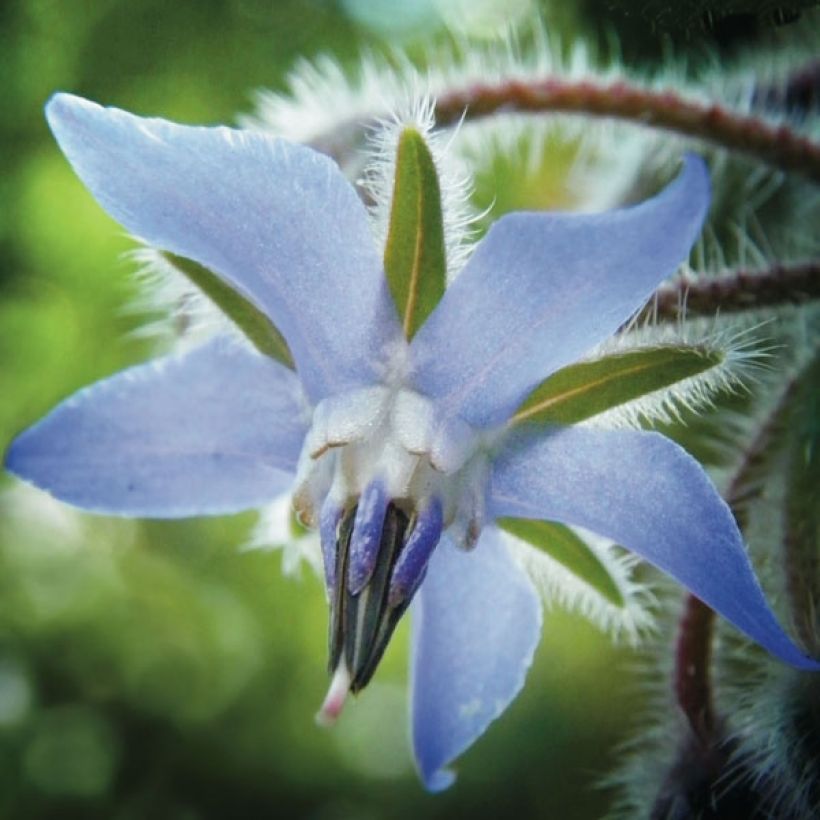 Borretsch - Borago officinalis (Flowering)