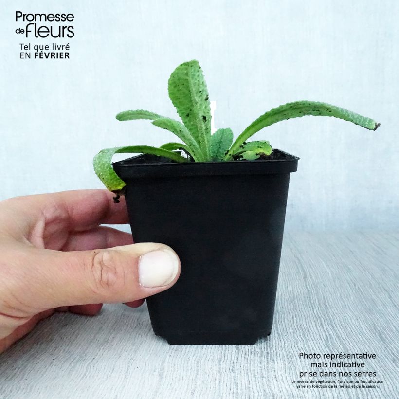 Example of Zwerg-Borretsch - Borago pygmaea Kleine Töpfe von 8/9 cm as you get in automne