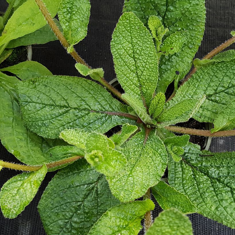 Zwerg-Borretsch - Borago pygmaea (Foliage)