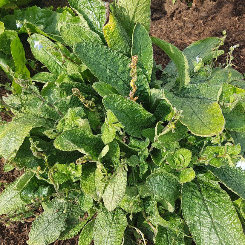 Zwerg-Borretsch - Borago pygmaea (Plant habit)