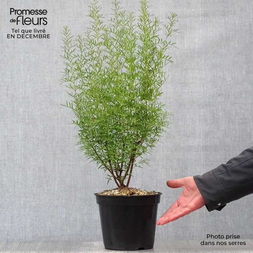 Exemplar von Boronia heterophylla Topf mit 3L/4L wie im Winter geliefert
