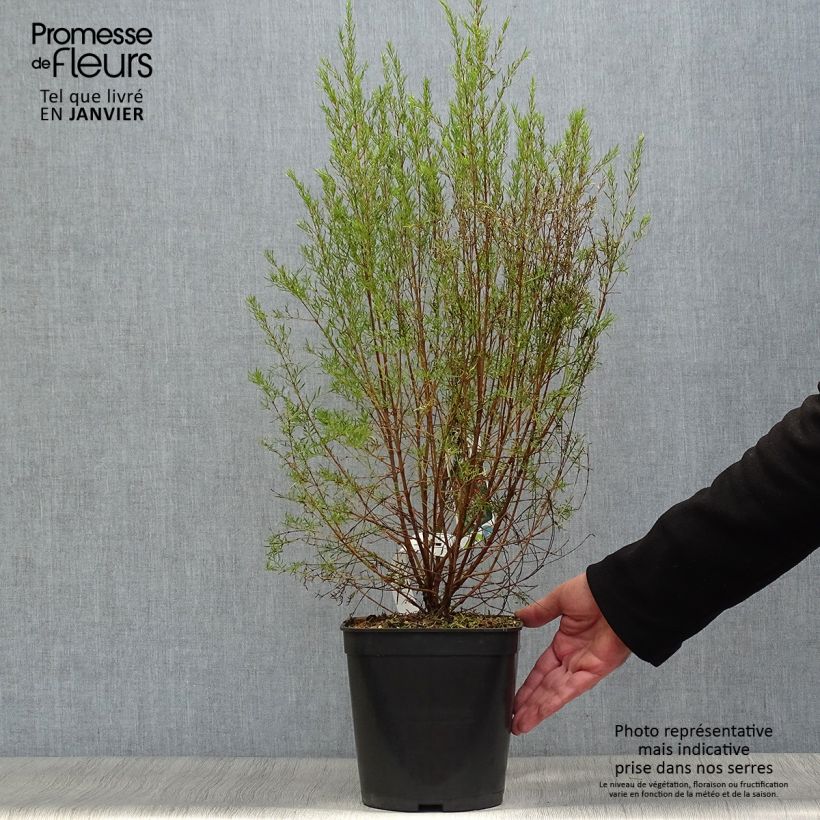 Example of Boronia Carousel Topf mit 4L/5L as you get in hiver
