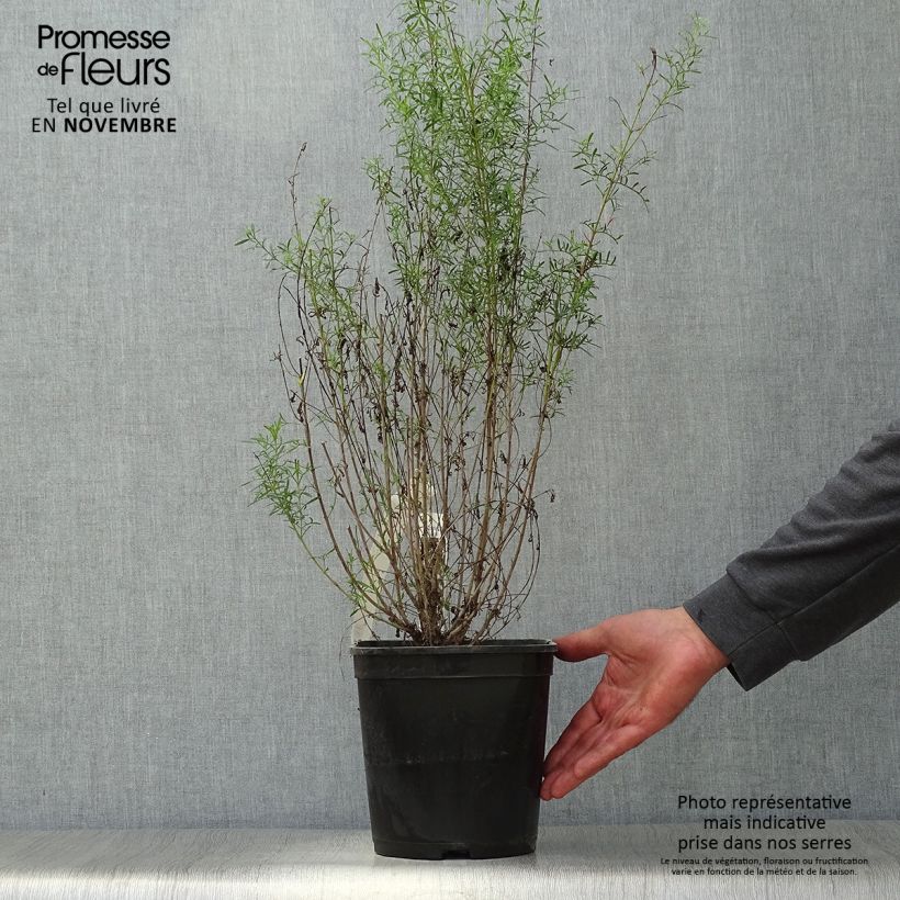 Example of Boronia heterophylla Ice Charlotte Topf mit 4L/5L as you get in automne