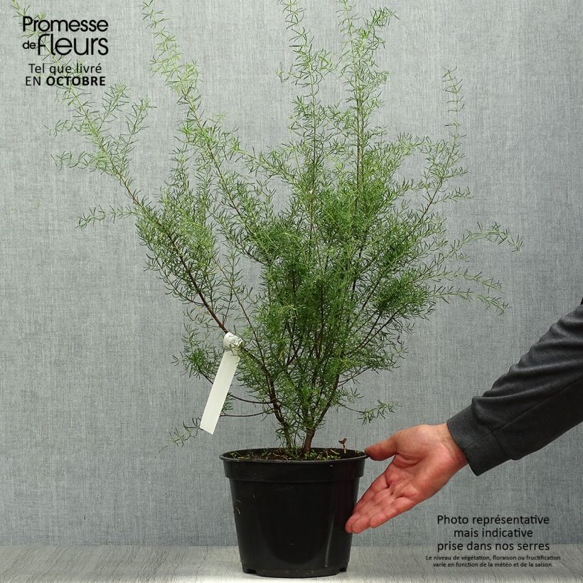 Example of Boronia megastigma Tui Topf mit 4L/5L as you get in automne