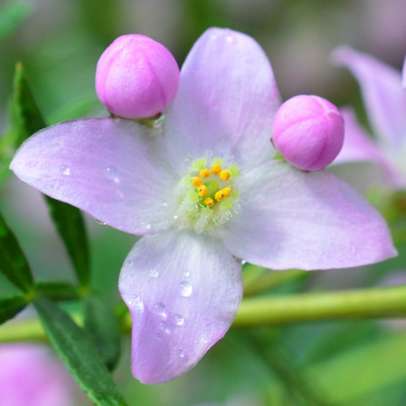 Boronia pinnata var. muelleri (Flowering)