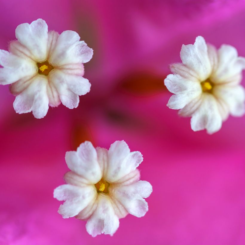 Bougainvillea Vera Deep Purple - Drillingsblume (Flowering)