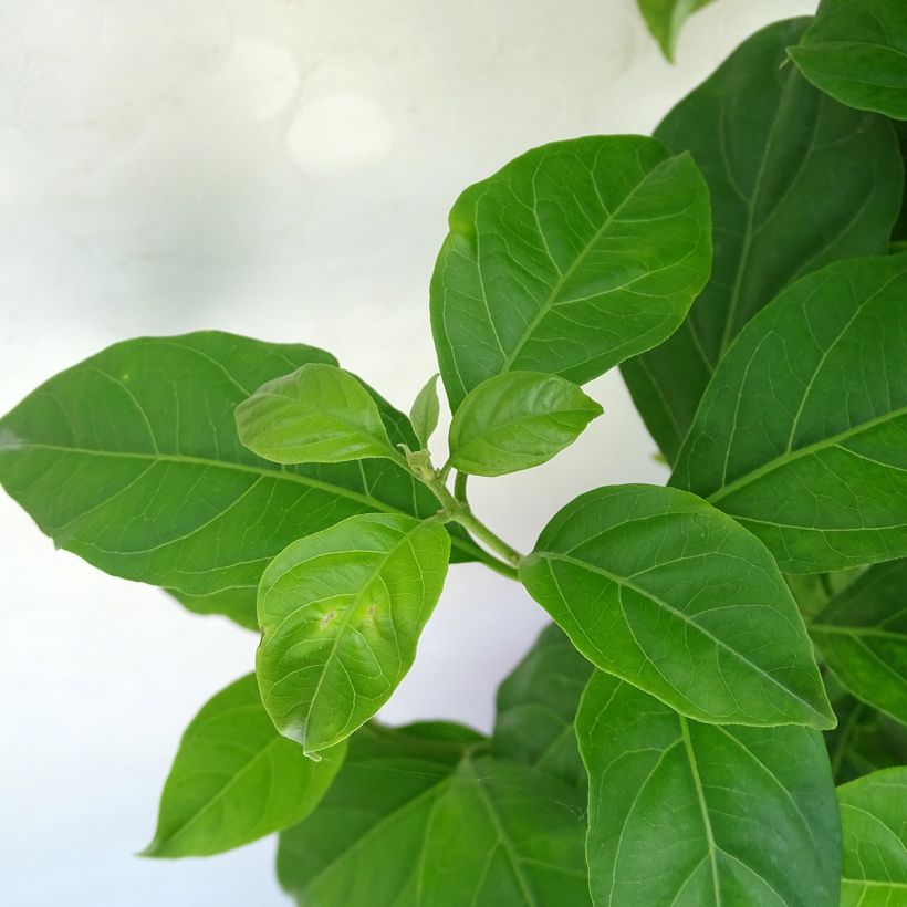 Bougainvillea spectabilis Yellow - Drillingsblume (Foliage)