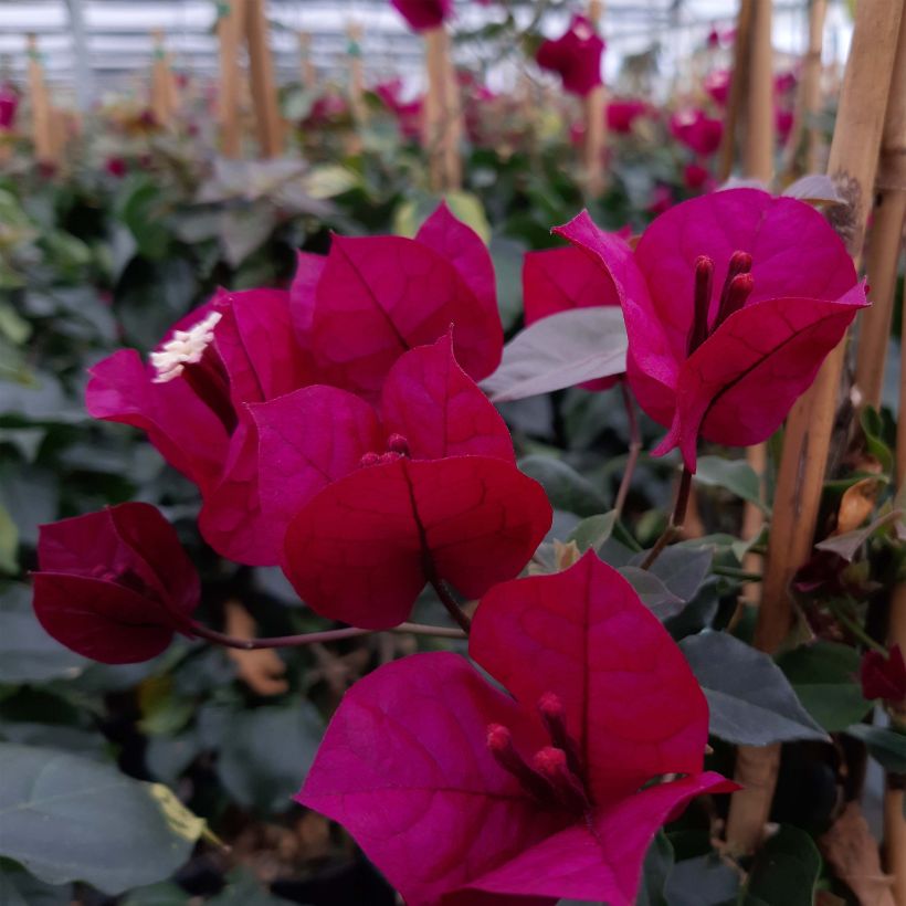 Bougainvillea spectabilis Pourpre violacé - Drillingsblume (Flowering)