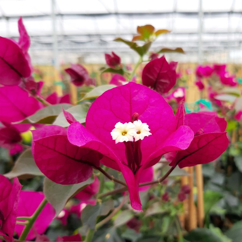 Bougainvillea spectabilis Dark Red - Drillingsblume (Flowering)