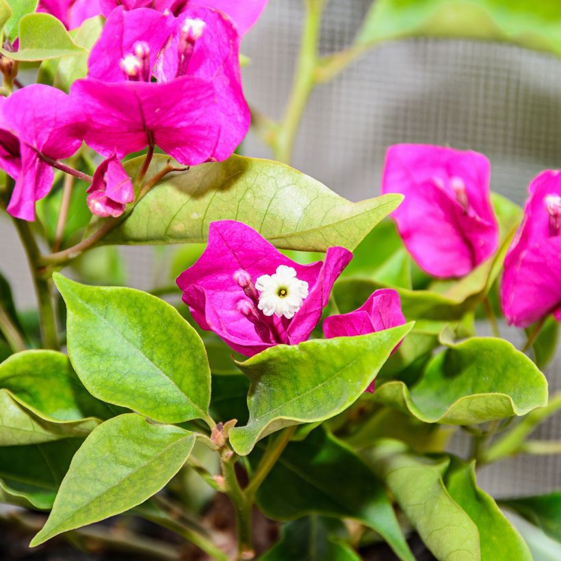 Bougainvillea Mini Thaï - Drillingsblume (Flowering)
