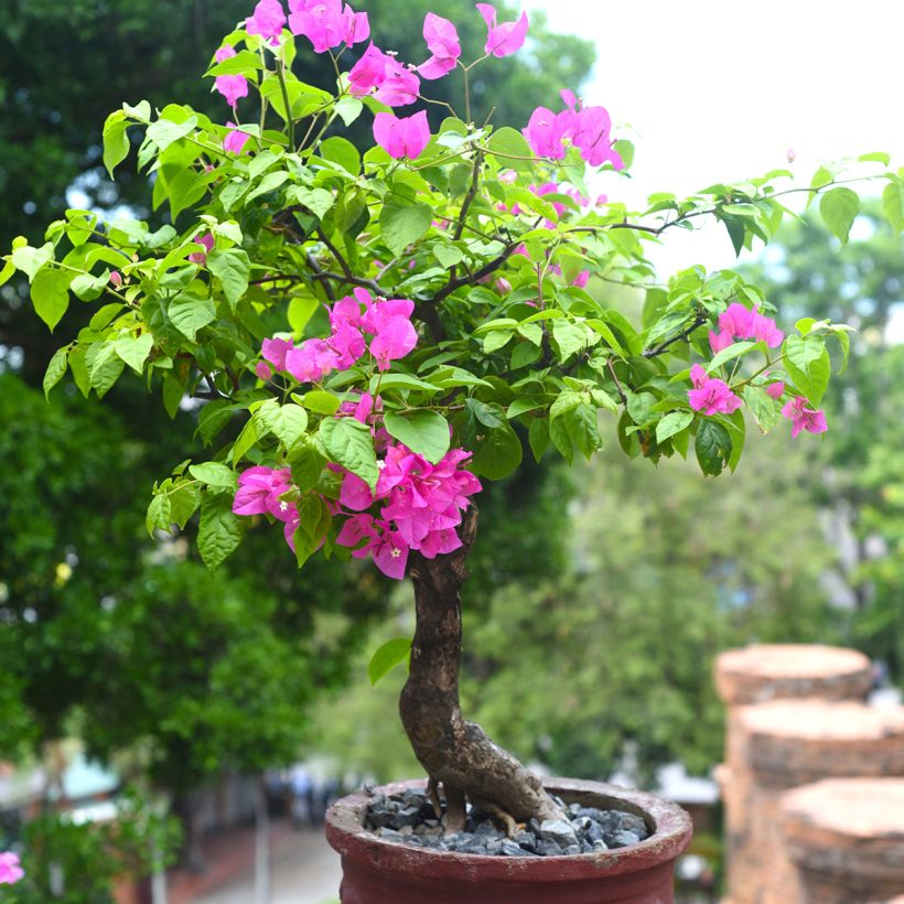 Bougainvillea Mini Thaï - Drillingsblume (Plant habit)