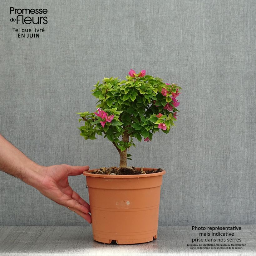 Exemplar von Bougainvillea Mini Thaï - Drillingsblume Topf mit 3L/4L wie im Frühjahr geliefert