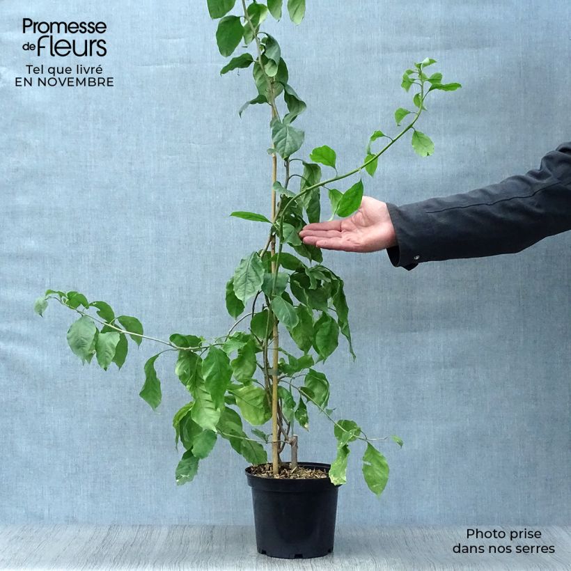 Example of Bougainvillea Violet de mèze - Drillingsblume Topf mit 3L/4L as you get in automne