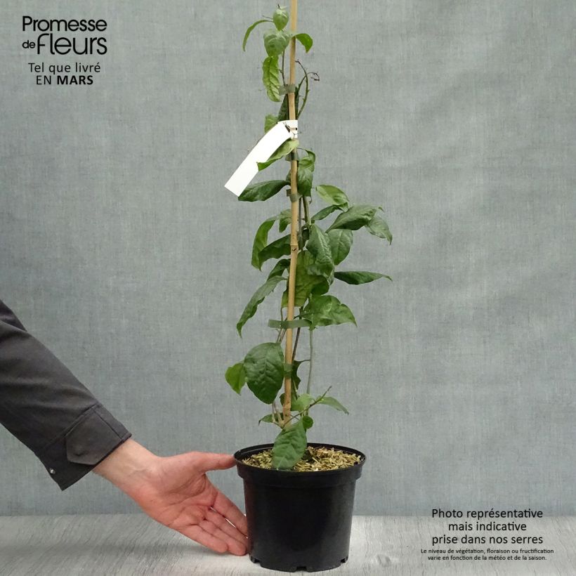 Exemplar von Bougainvillea Violet de mèze - Drillingsblume Topf mit 3L/4L wie im Frühjahr geliefert