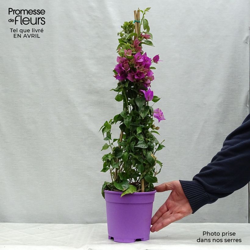 Exemplar von Bougainvillea glabra Sanderiana - Kahle Drillingsblume Topf mit 2L/3L wie im Frühjahr geliefert