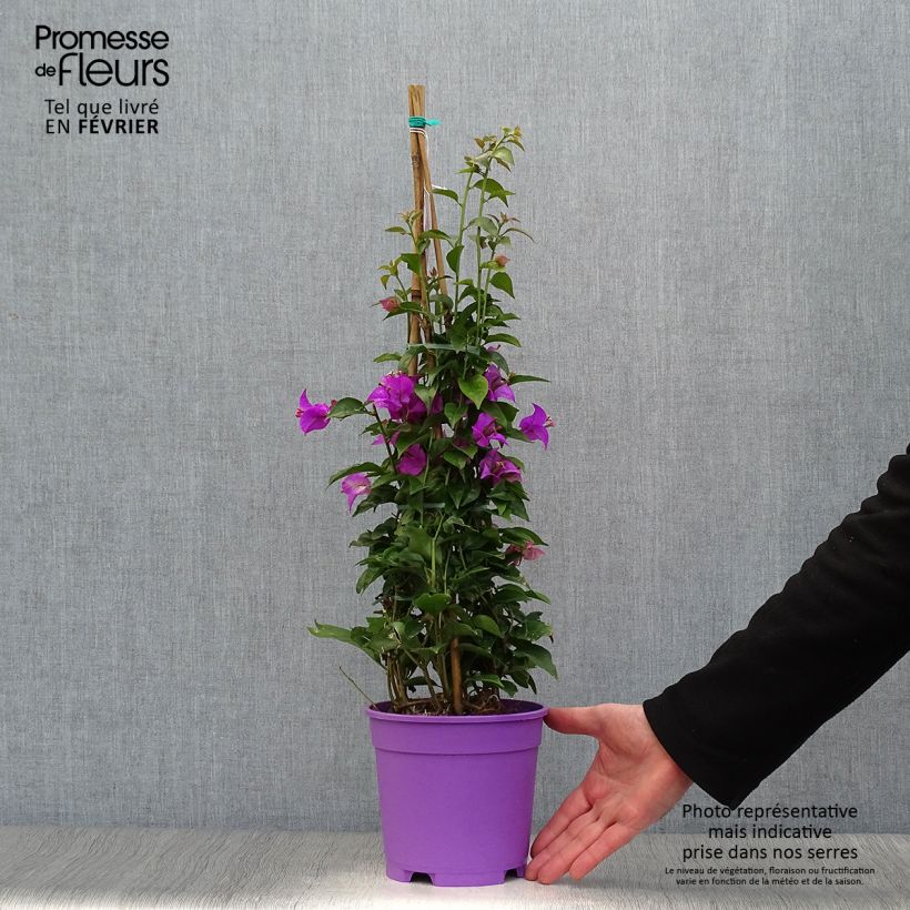 Exemplar von Bougainvillea glabra Sanderiana - Kahle Drillingsblume Topf mit 2L/3L wie im Winter geliefert