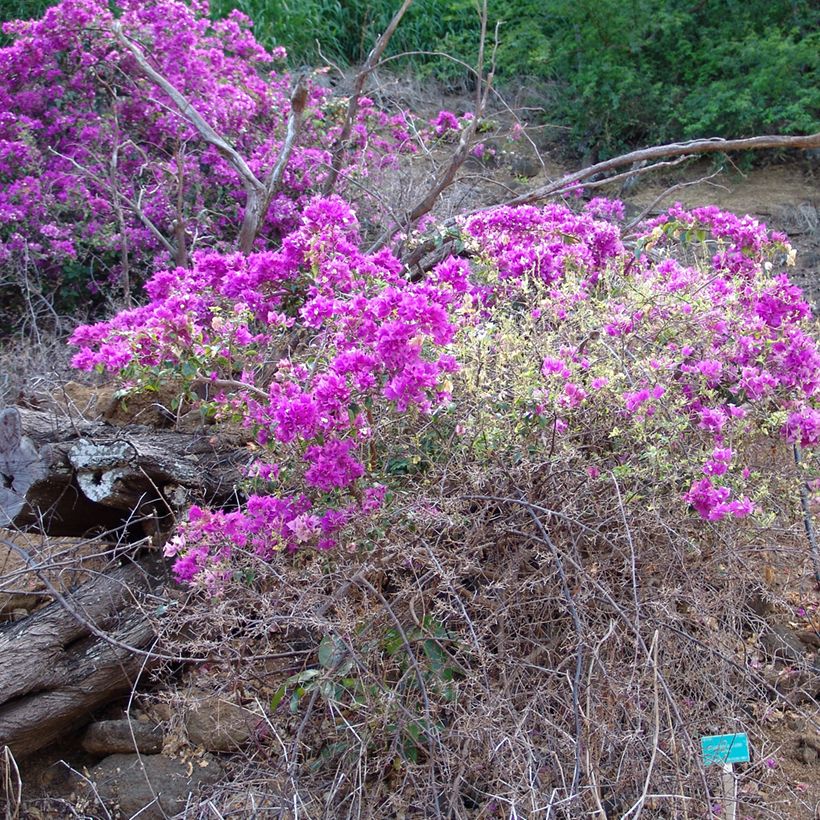 Bougainvillea glabra Variegata - Kahle Drillingsblume (Plant habit)