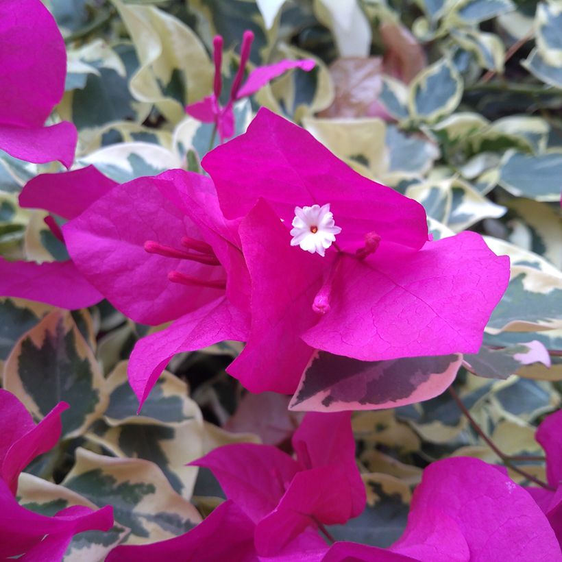 Bougainvillea glabra Variegata - Kahle Drillingsblume (Flowering)