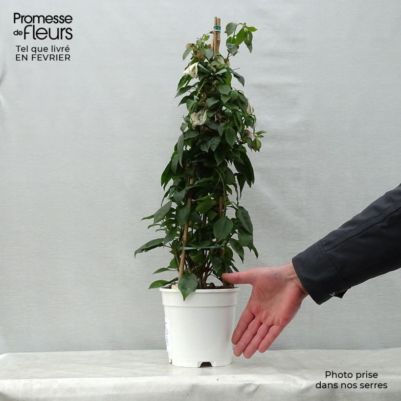 Exemplar von Bougainvillea spectabilis White - Drillingsblume Topf mit 2L/3L wie im Winter geliefert