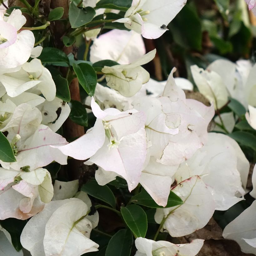 Bougainvillea spectabilis White - Drillingsblume (Blüte)