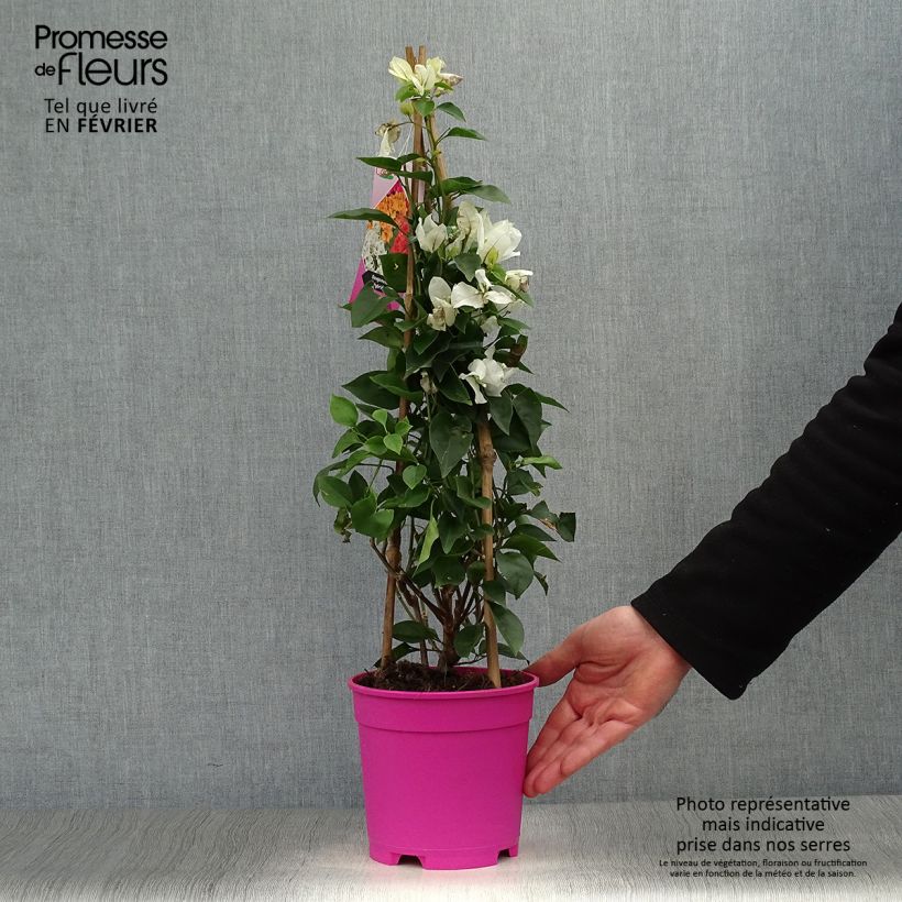 Exemplar von Bougainvillea spectabilis Pink-White - Drillingsblume Topf mit 2L/3L wie im Winter geliefert