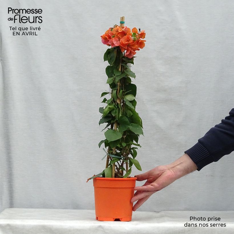 Exemplar von Bougainvillea spectabilis Orange - Drillingsblume Topf mit 2L/3L wie im Frühjahr geliefert