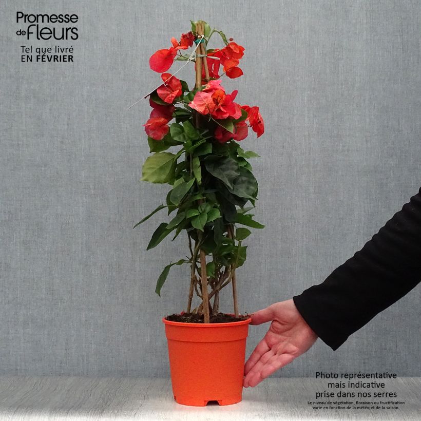 Exemplar von Bougainvillea spectabilis Orange - Drillingsblume Topf mit 2L/3L wie im Winter geliefert