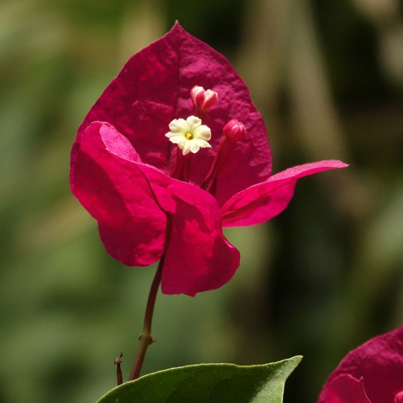 Bougainvillea spectabilis Dark Red - Drillingsblume (Blüte)