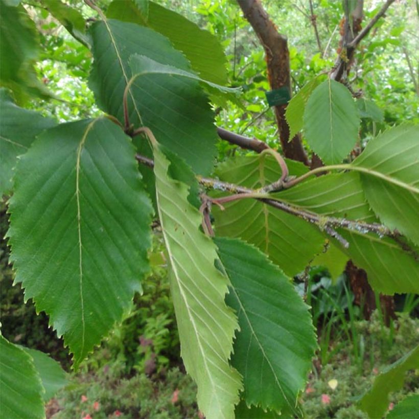 Betula utilis var. jacquemontii Doorenbos - Weißrindige Himalaya-Birke (Foliage)