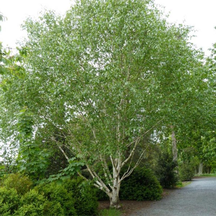 Betula utilis var. jacquemontii Doorenbos - Weißrindige Himalaya-Birke (Plant habit)