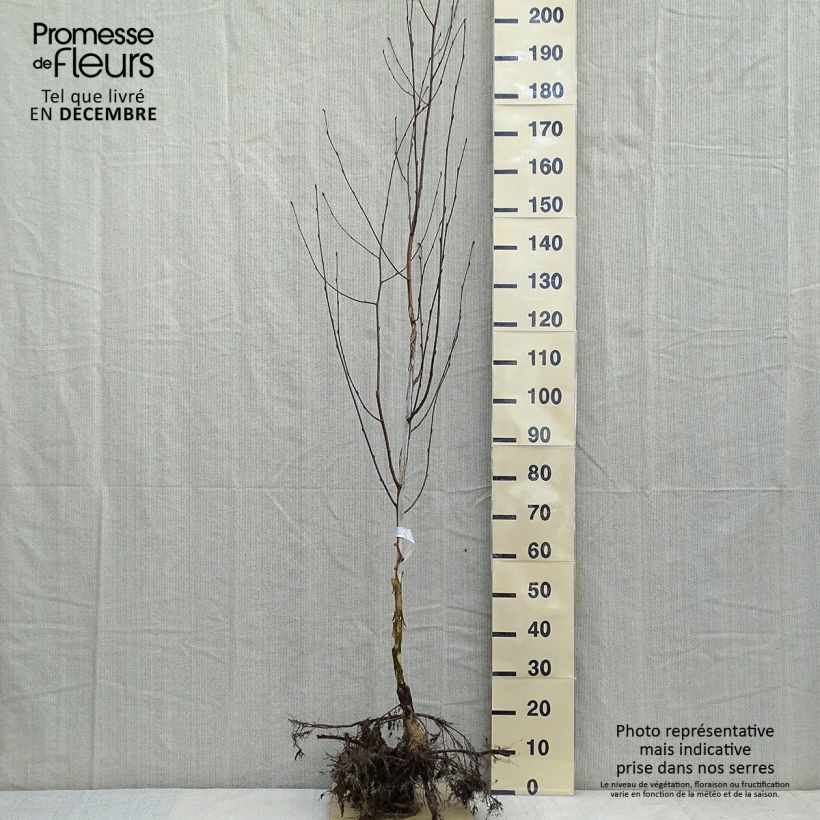 Example of Betula utilis var. jacquemontii Doorenbos - Weißrindige Himalaya-Birke Wurzelnackt as you get in hiver