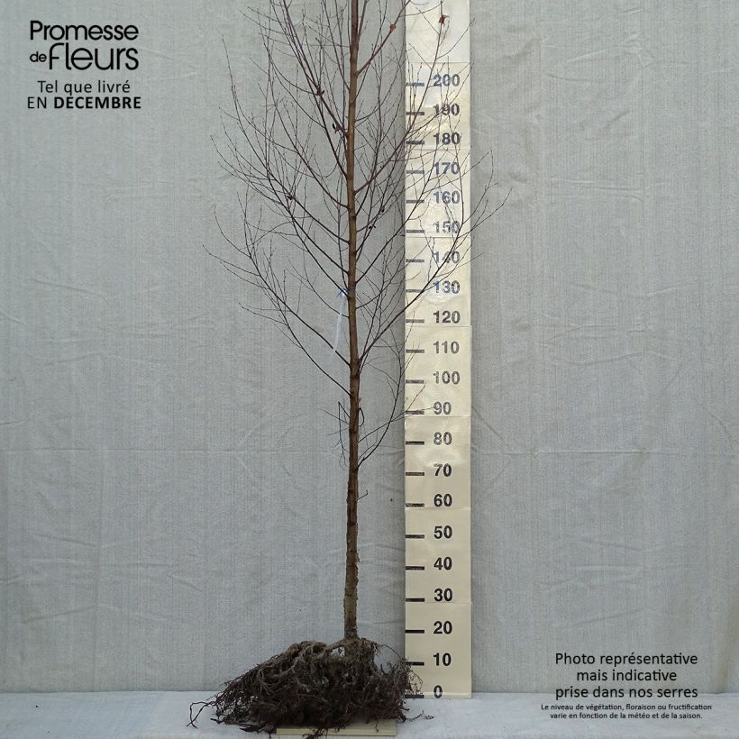 Example of Betula utilis var. jacquemontii Doorenbos - Weißrindige Himalaya-Birke Wurzelnackt as you get in hiver