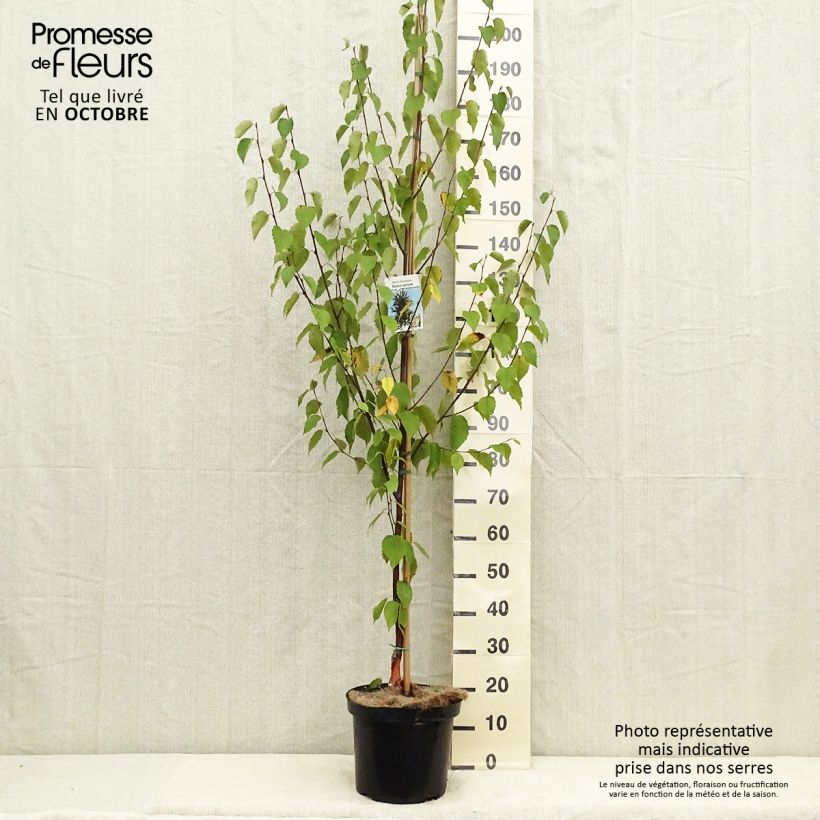 Example of Betula albosinensis Fascination - Rote China-Birke Topf mit 7,5L/10L as you get in automne