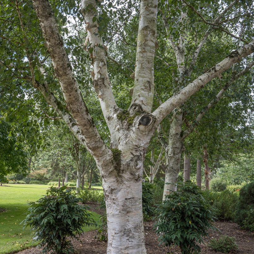 Betula utilis var. jacquemontii - Himalaya-Birke (Plant habit)