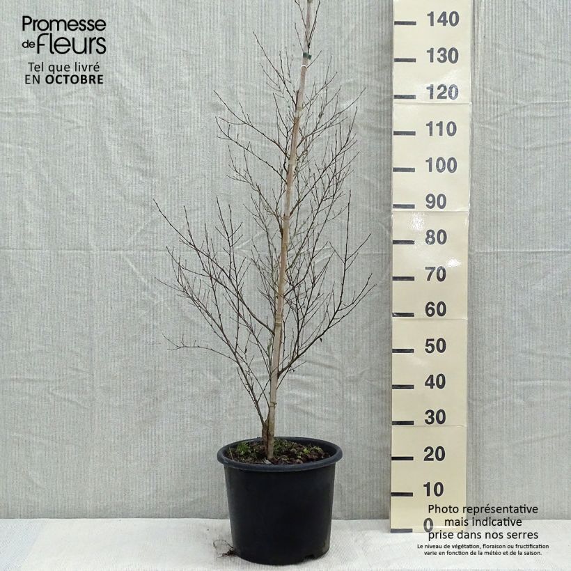 Example of Betula nigra - Schwarz-Birke Topf mit 12L/15L as you get in automne