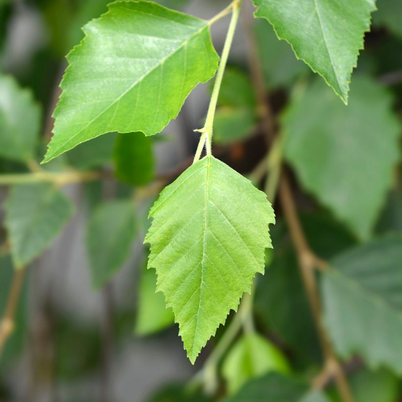 Betula nigra Summer Cascade - Schwarz-Birke (Foliage)