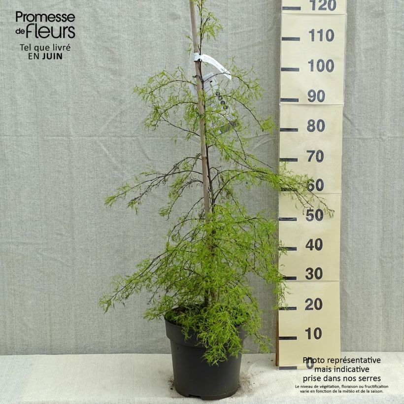 Exemplar von Betula pendula Karaca - Hänge-Birke Topf mit 7,5L/10L wie im Frühjahr geliefert