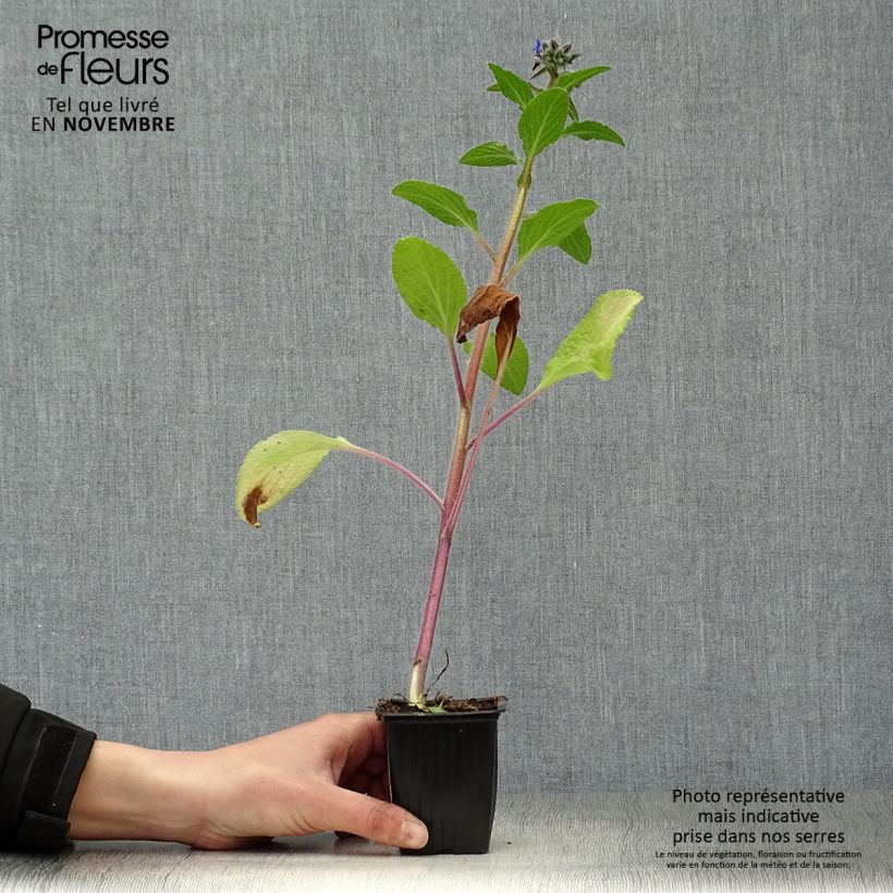 Example of Borretsch Bio - Borago officinalis Kleine Töpfe von 7/8 cm as you get in automne