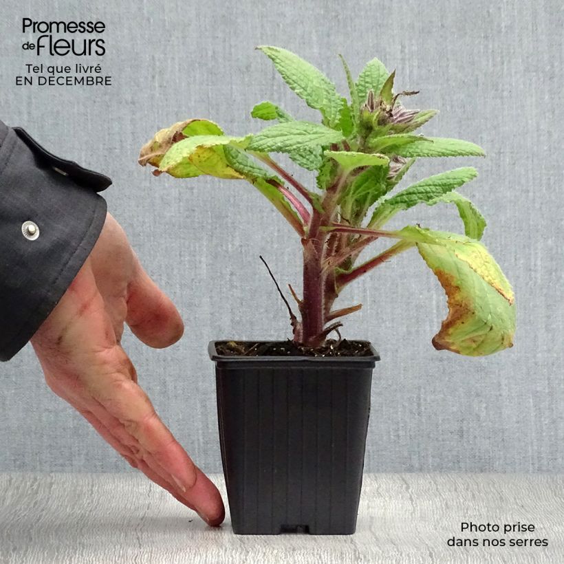 Exemplar von Borretsch Bio - Borago officinalis Kleine Töpfe von 7/8 cm wie im Winter geliefert