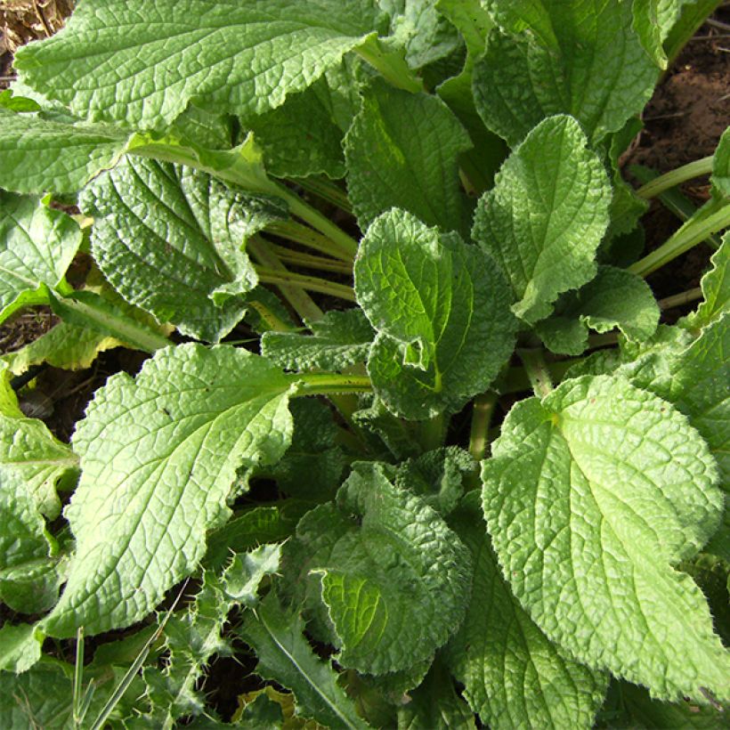 Borretsch Bio - Borago officinalis (Foliage)