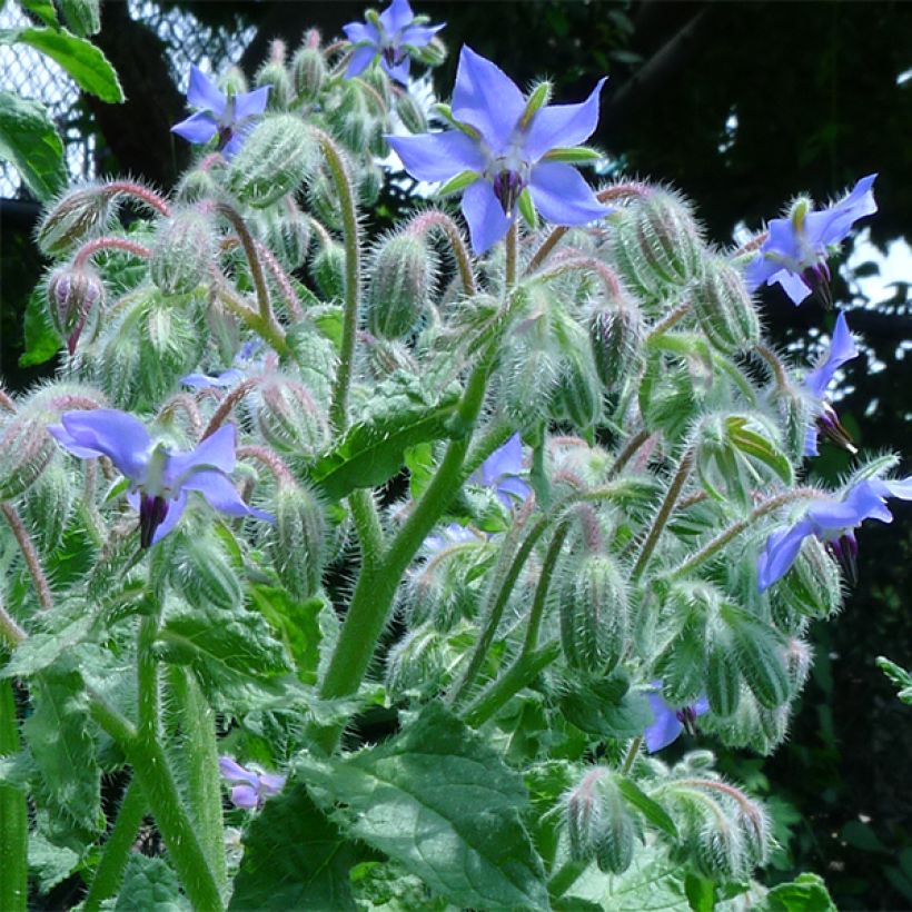 Borretsch Bio - Borago officinalis (Flowering)