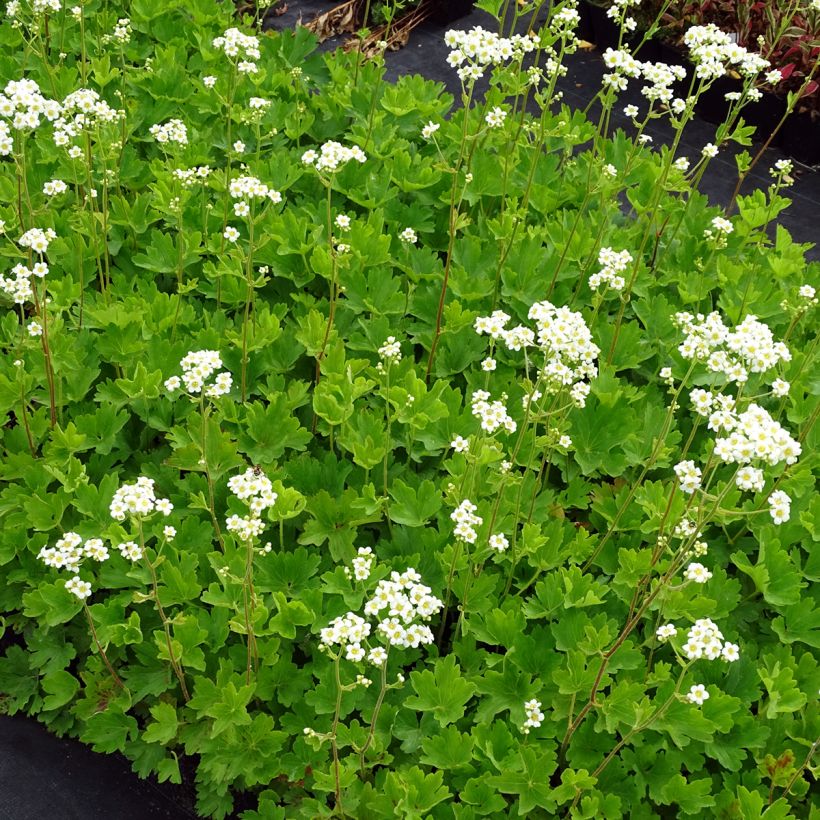 Boykinia major - Boykinie (Hafen)