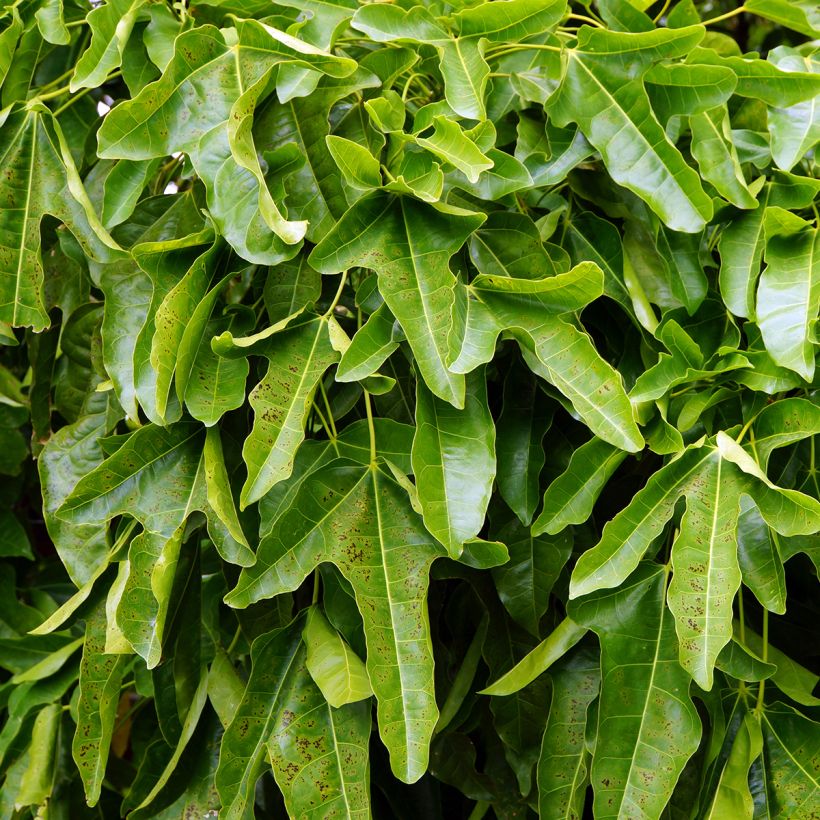 Brachychiton acerifolius - Flaschenbaum (Foliage)