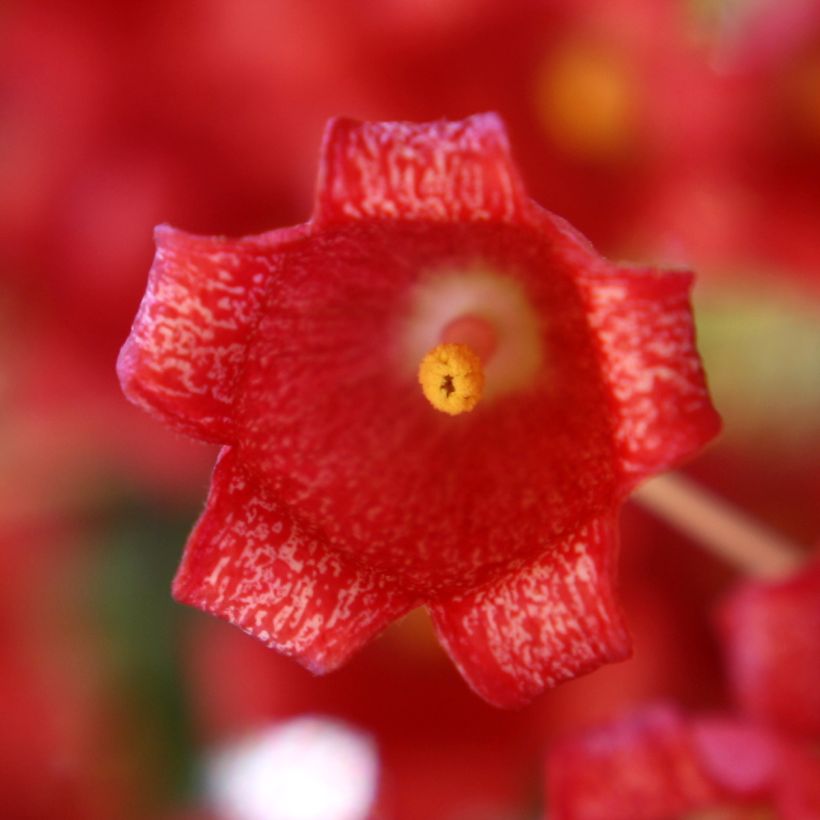 Brachychiton acerifolius - Flaschenbaum (Flowering)